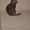 шотландская вислоухая скотиш фолд - <ro>Изображение</ro><ru>Изображение</ru> #3, <ru>Объявление</ru> #152714