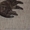 шотландская вислоухая скотиш фолд - <ro>Изображение</ro><ru>Изображение</ru> #1, <ru>Объявление</ru> #152714
