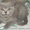породистые котята - <ro>Изображение</ro><ru>Изображение</ru> #4, <ru>Объявление</ru> #141161