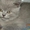 породистые котята - <ro>Изображение</ro><ru>Изображение</ru> #5, <ru>Объявление</ru> #141161