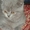 породистые котята - <ro>Изображение</ro><ru>Изображение</ru> #7, <ru>Объявление</ru> #141161