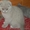 породистые котята - <ro>Изображение</ro><ru>Изображение</ru> #2, <ru>Объявление</ru> #141161