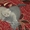 породистые котята - <ro>Изображение</ro><ru>Изображение</ru> #1, <ru>Объявление</ru> #141161