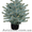 Ель колючая сизая (голубая ель) – формированные растения.  - <ro>Изображение</ro><ru>Изображение</ru> #2, <ru>Объявление</ru> #146428