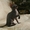 Донской сфинкс котенок - <ro>Изображение</ro><ru>Изображение</ru> #2, <ru>Объявление</ru> #149628