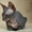 Донской сфинкс котенок - <ro>Изображение</ro><ru>Изображение</ru> #1, <ru>Объявление</ru> #149628