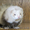 Питомник декоративных хорьков «Valley of ferrets»  - <ro>Изображение</ro><ru>Изображение</ru> #2, <ru>Объявление</ru> #141396