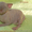 Канадский сфинкс котёнок - <ro>Изображение</ro><ru>Изображение</ru> #2, <ru>Объявление</ru> #159411