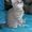 продается котенок (девочка) британская голубая 2.5 месяца #162882