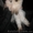 Гималайские котята окраса колор-пойнт - <ro>Изображение</ro><ru>Изображение</ru> #1, <ru>Объявление</ru> #178469