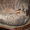 Продам котёнка шотландский веслоухий - <ro>Изображение</ro><ru>Изображение</ru> #2, <ru>Объявление</ru> #177313