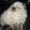 Гималайские котята окраса колор-пойнт - <ro>Изображение</ro><ru>Изображение</ru> #2, <ru>Объявление</ru> #178469