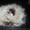 Гималайские котята окраса колор-пойнт #178469