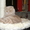 Шотландский вислоухий кот ищет невесту #174720