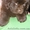 Продам щенков ньюфаундленда редкого коричневого окраса #158154