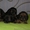 Очарователые щенки породы такса стандартная длинношерстная - <ro>Изображение</ro><ru>Изображение</ru> #1, <ru>Объявление</ru> #182391