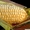 Продам посевной материал кукурузы - <ro>Изображение</ro><ru>Изображение</ru> #1, <ru>Объявление</ru> #204420
