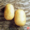 Семенной картофель. Сорт Агаве,  Ривъера #193732