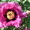 Пион древовидный   Paeonia suffruticosa - <ro>Изображение</ro><ru>Изображение</ru> #1, <ru>Объявление</ru> #207094