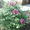 Пион древовидный   Paeonia suffruticosa #207094