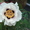Пион древовидный   Paeonia suffruticosa - <ro>Изображение</ro><ru>Изображение</ru> #2, <ru>Объявление</ru> #207094