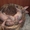Канадский  сфинкс,  котята #197456