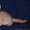 Абиссинские котята окраса фавн и соррель - <ro>Изображение</ro><ru>Изображение</ru> #2, <ru>Объявление</ru> #192892