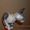 Продаются котята породы канадский сфинкс - <ro>Изображение</ro><ru>Изображение</ru> #5, <ru>Объявление</ru> #206266