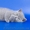 Шикарные плюшевые котята шотландской вислоухой.  - <ro>Изображение</ro><ru>Изображение</ru> #2, <ru>Объявление</ru> #194912