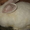 Кролики Белый Великан - <ro>Изображение</ro><ru>Изображение</ru> #1, <ru>Объявление</ru> #207895