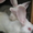 Кролики Белый Великан - <ro>Изображение</ro><ru>Изображение</ru> #2, <ru>Объявление</ru> #207895