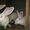 Кролики Белый Великан - <ro>Изображение</ro><ru>Изображение</ru> #3, <ru>Объявление</ru> #207895
