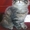 курильский бобтейл, чистокровные котята от родителей-чемпионов - <ro>Изображение</ro><ru>Изображение</ru> #5, <ru>Объявление</ru> #193598