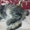 курильский бобтейл, чистокровные котята от родителей-чемпионов - <ro>Изображение</ro><ru>Изображение</ru> #2, <ru>Объявление</ru> #193598