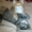 курильский бобтейл,  чистокровные котята от родителей-чемпионов #193598