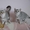 британские котята  серебристого окраса - <ro>Изображение</ro><ru>Изображение</ru> #2, <ru>Объявление</ru> #173663