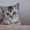 британские котята  серебристого окраса #173663