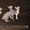 Продаются котята породы канадский сфинкс - <ro>Изображение</ro><ru>Изображение</ru> #1, <ru>Объявление</ru> #206266