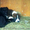 Продаются щенки Среднеазиатской овчарки - <ro>Изображение</ro><ru>Изображение</ru> #3, <ru>Объявление</ru> #231865