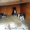Продаются щенки Среднеазиатской овчарки - <ro>Изображение</ro><ru>Изображение</ru> #2, <ru>Объявление</ru> #231865