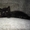 Черненький котенок Scottish Stright c документами - <ro>Изображение</ro><ru>Изображение</ru> #3, <ru>Объявление</ru> #241812