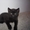 Черненький котенок Scottish Stright c документами #241812