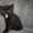Черненький котенок Scottish Stright c документами - <ro>Изображение</ro><ru>Изображение</ru> #2, <ru>Объявление</ru> #241812