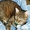 Нежный котик-муркотик ищет дом - <ro>Изображение</ro><ru>Изображение</ru> #4, <ru>Объявление</ru> #245914