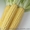 Гибриды кукурузы для посева оптом