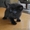 Чёрные котята-малыши #234677
