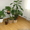 Монстера и другие комнатные растения - <ro>Изображение</ro><ru>Изображение</ru> #2, <ru>Объявление</ru> #245293