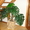 Монстера и другие комнатные растения #245293