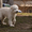 Лучший щенок Южнорусской овчарки - <ro>Изображение</ro><ru>Изображение</ru> #5, <ru>Объявление</ru> #226770