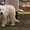 Лучший щенок Южнорусской овчарки - <ro>Изображение</ro><ru>Изображение</ru> #6, <ru>Объявление</ru> #226770